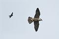 Låvesvale og Vandrefalk - Swallow and Peregrine Falcon